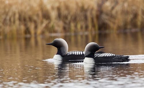 Pacific Loon Pair Wildlife Print